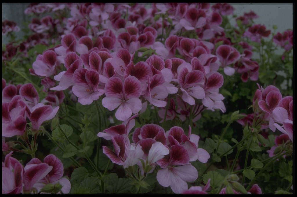 geranium 'Darmsden'