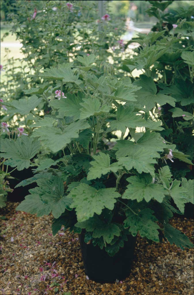 geranium 'Grace Thomas'