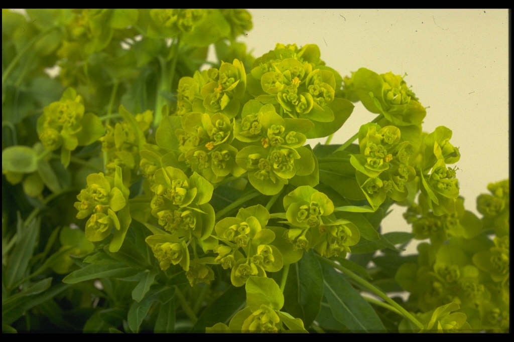 marsh spurge