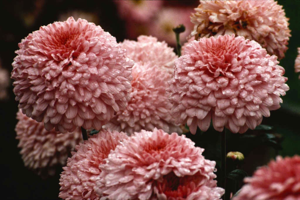 Chrysanthemum 'Dee Gem' (29c)|chrysanthemum 'Dee Gem'/RHS