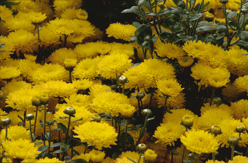 chrysanthemum [Holly]