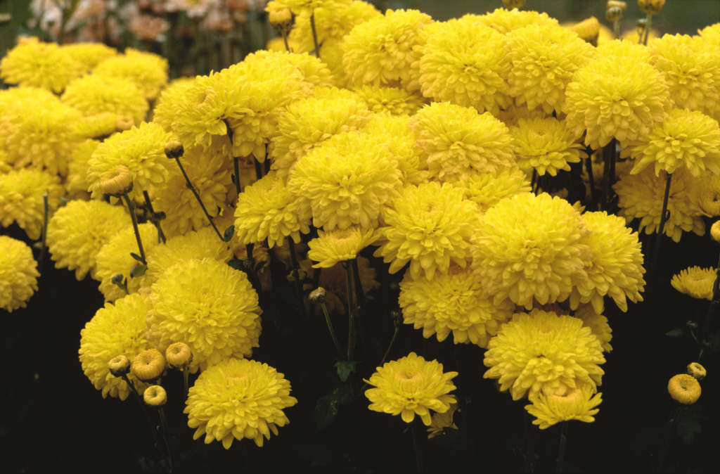 chrysanthemum 'Pennine Canary'