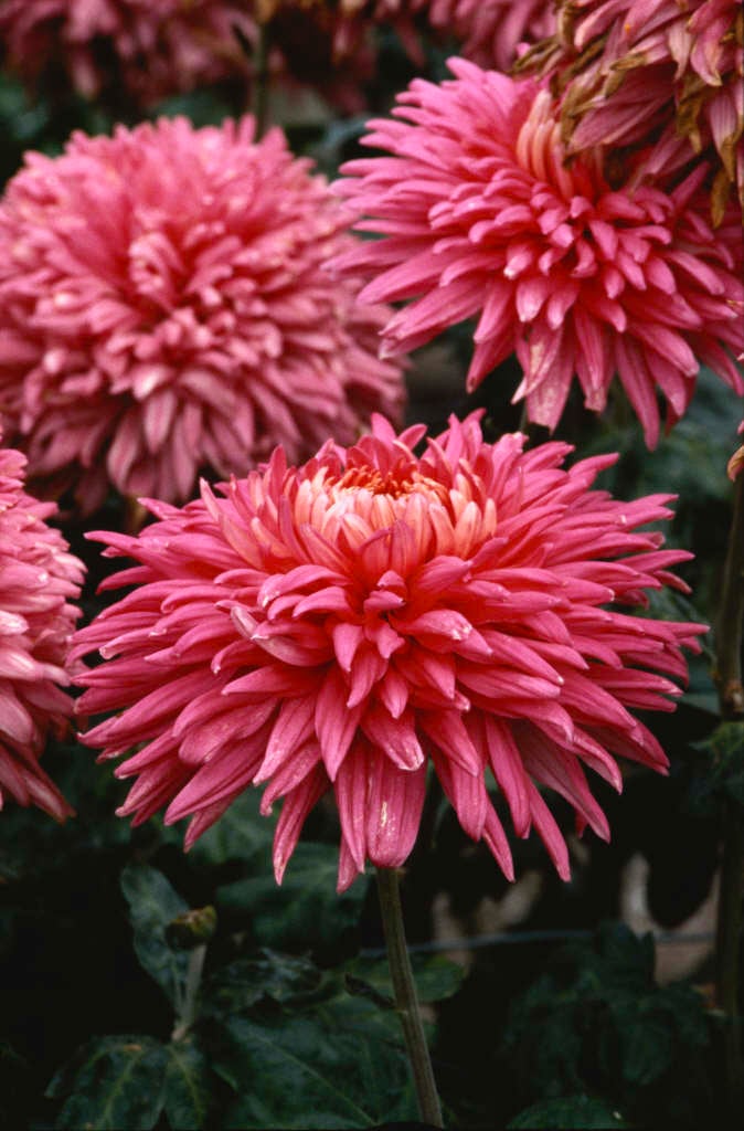 chrysanthemum 'Yvonne Arnaud'