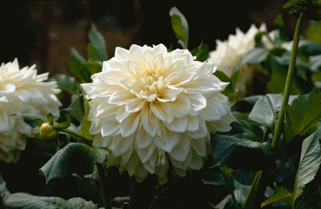 dahlia 'White Alva's'