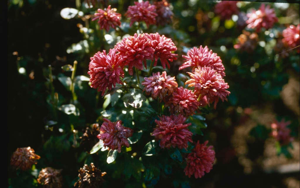 chrysanthemum [Bravo]