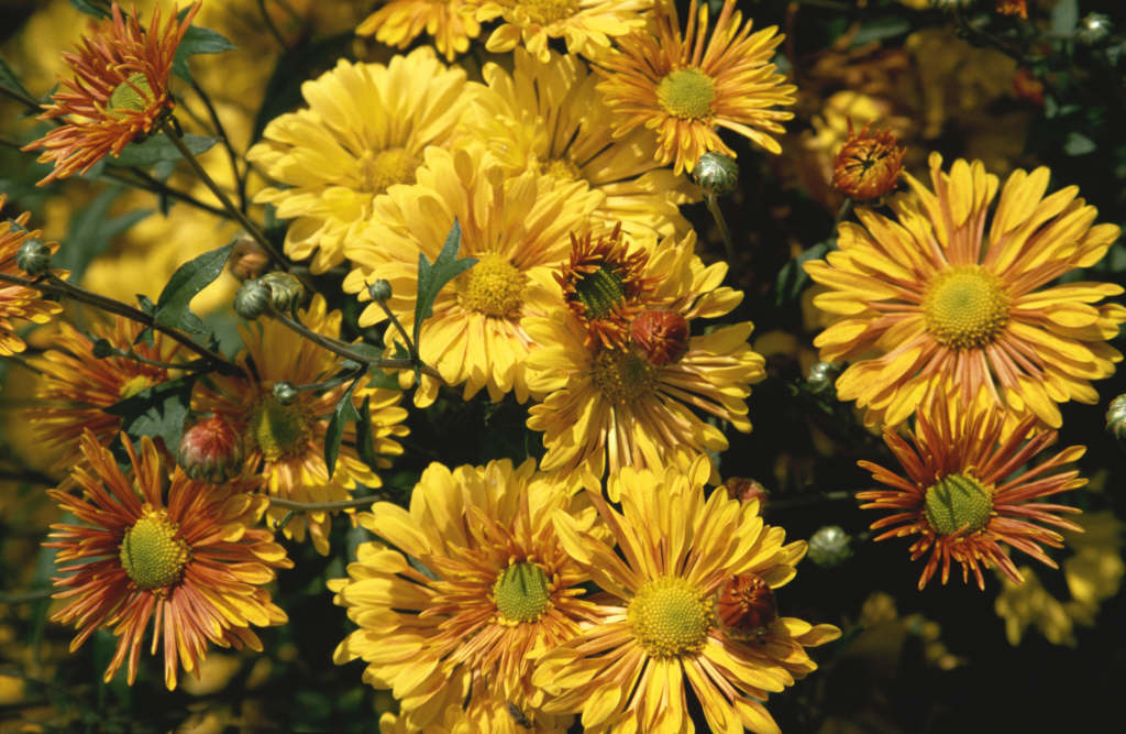 Chrysanthemum 'Pennine Alfie' (29f) chrysanthemum 'Pennine Alfie'/RHS