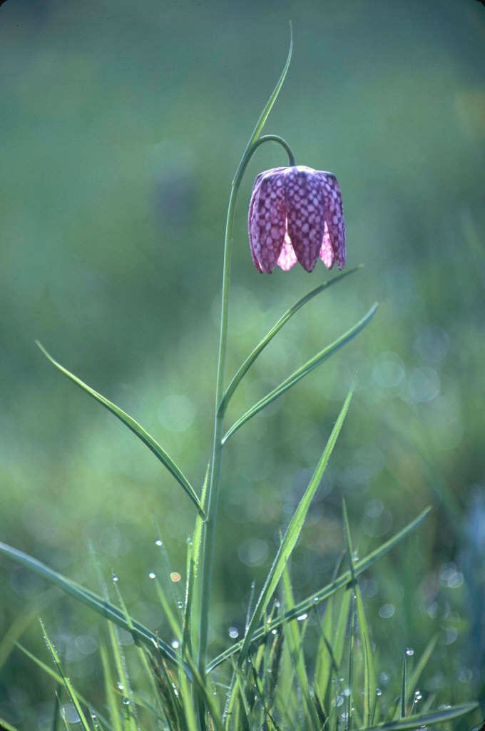 snake's head fritillary