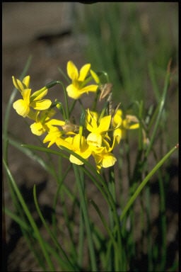daffodil 'Hawera'