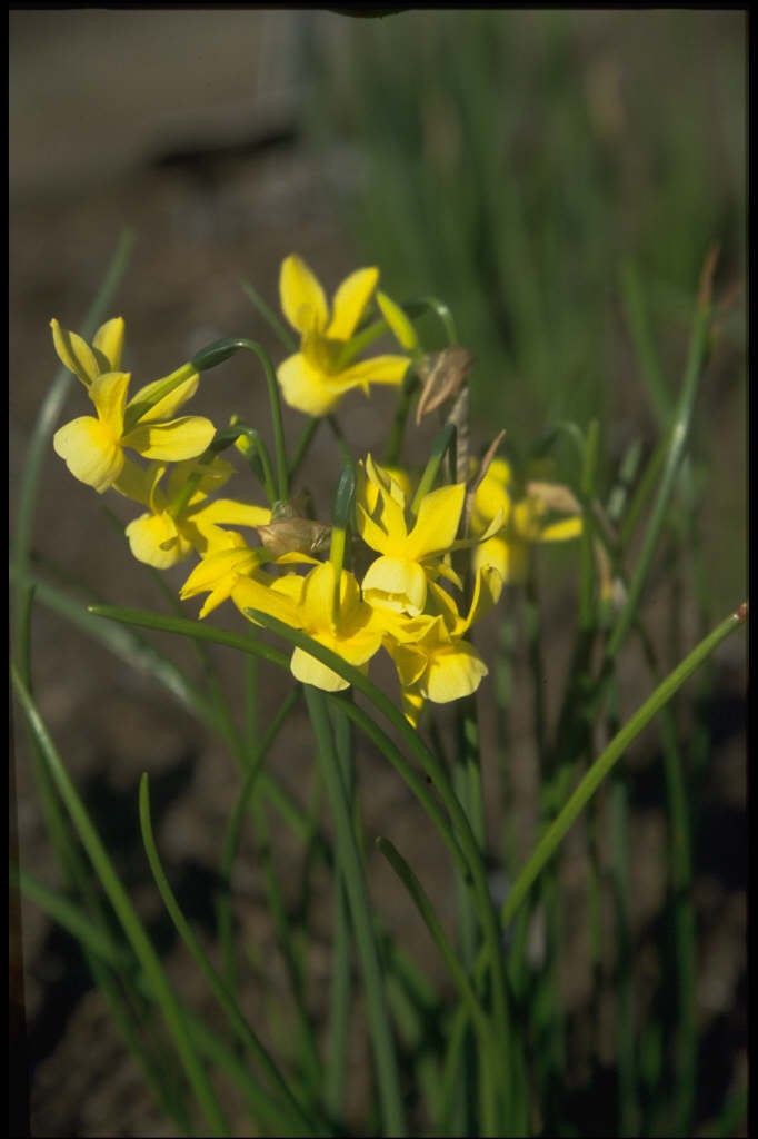 Narcissus 39;Hawera39; 5  daffodil 39;Hawera39;/RHS Gardening