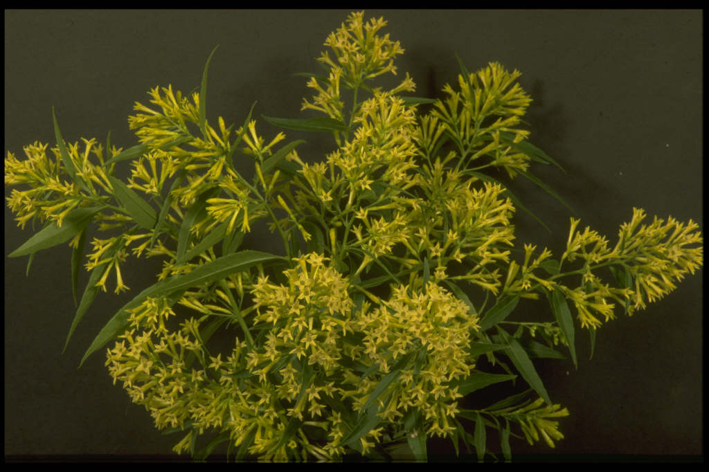 willow-leaved jessamine