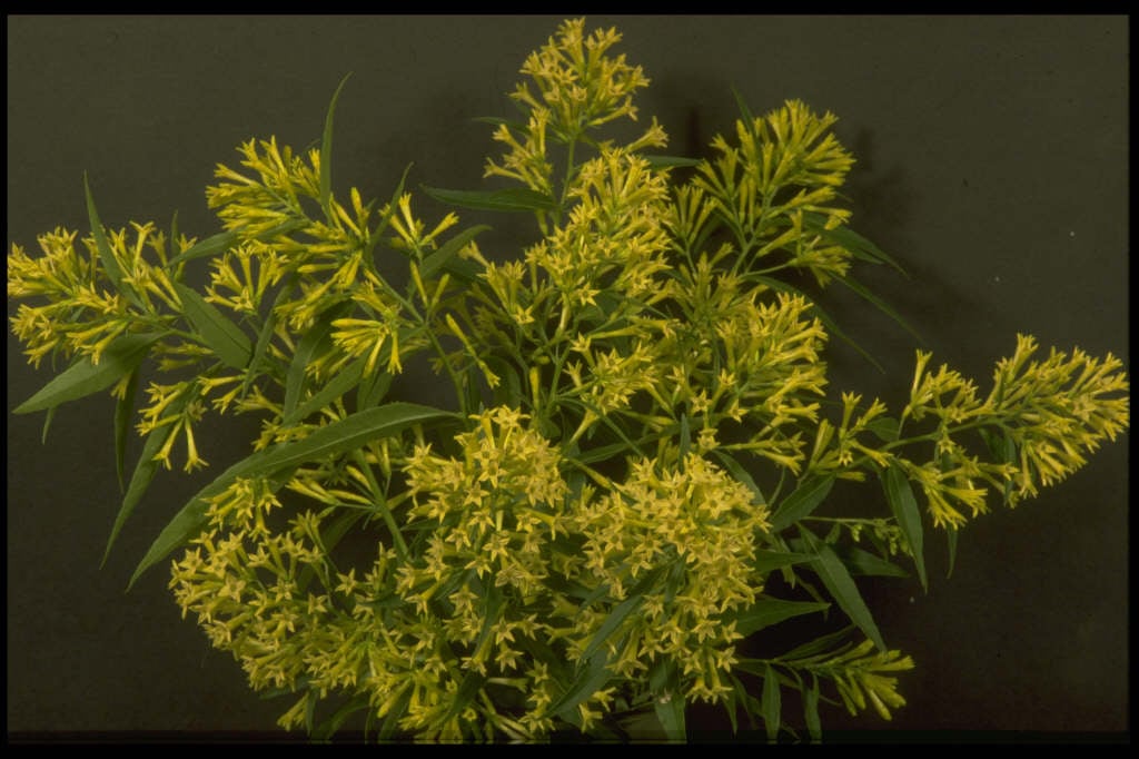 willow-leaved jessamine