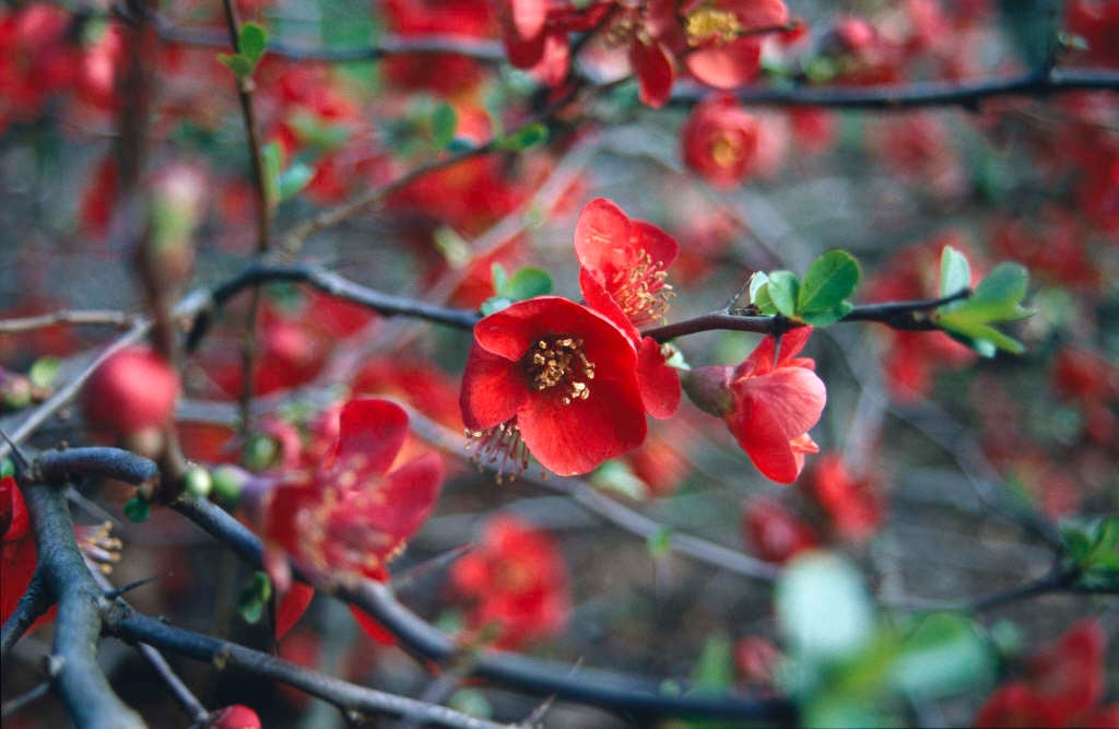 Japanese quince 'Nicoline'