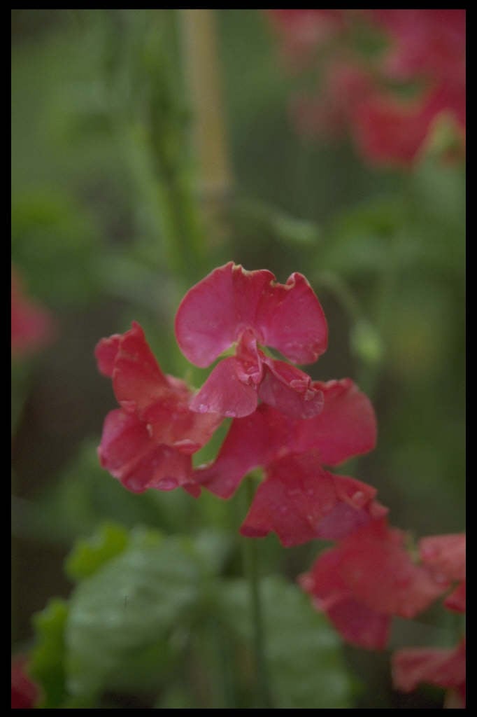 sweet pea 'Millennium'