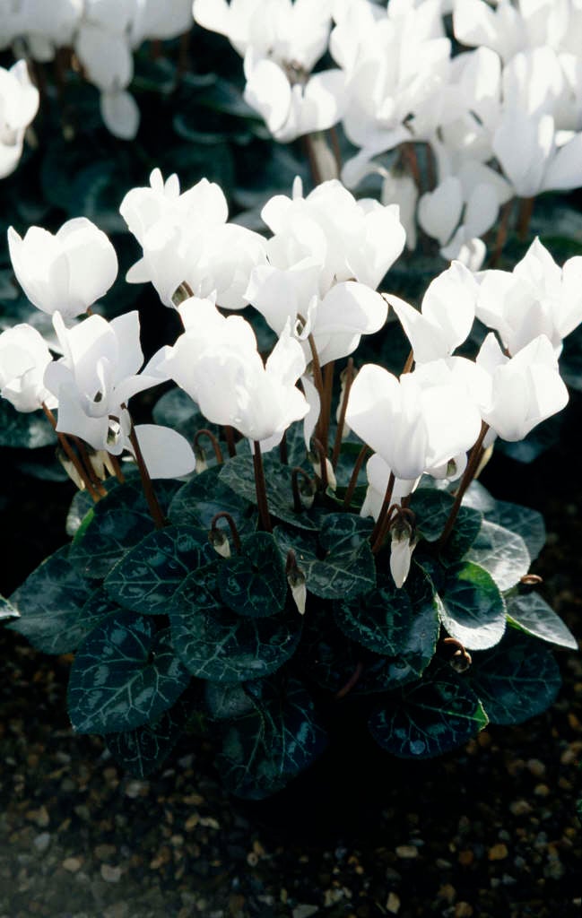 Image result for photo white cyclamen