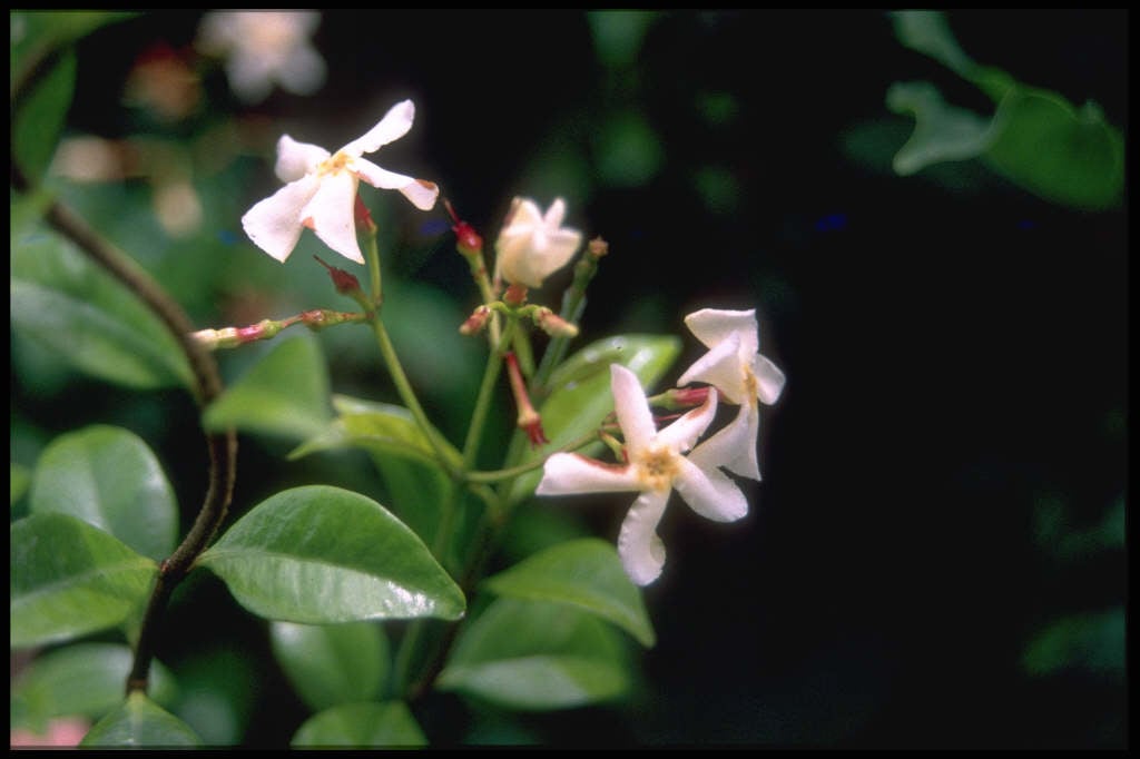 Asiatic jasmine