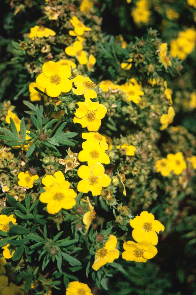 shrubby cinquefoil 'Jackman's Variety'