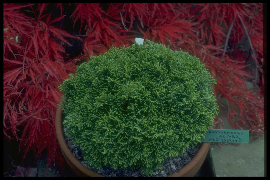 hinoki cypress 'Cooper's Gem'