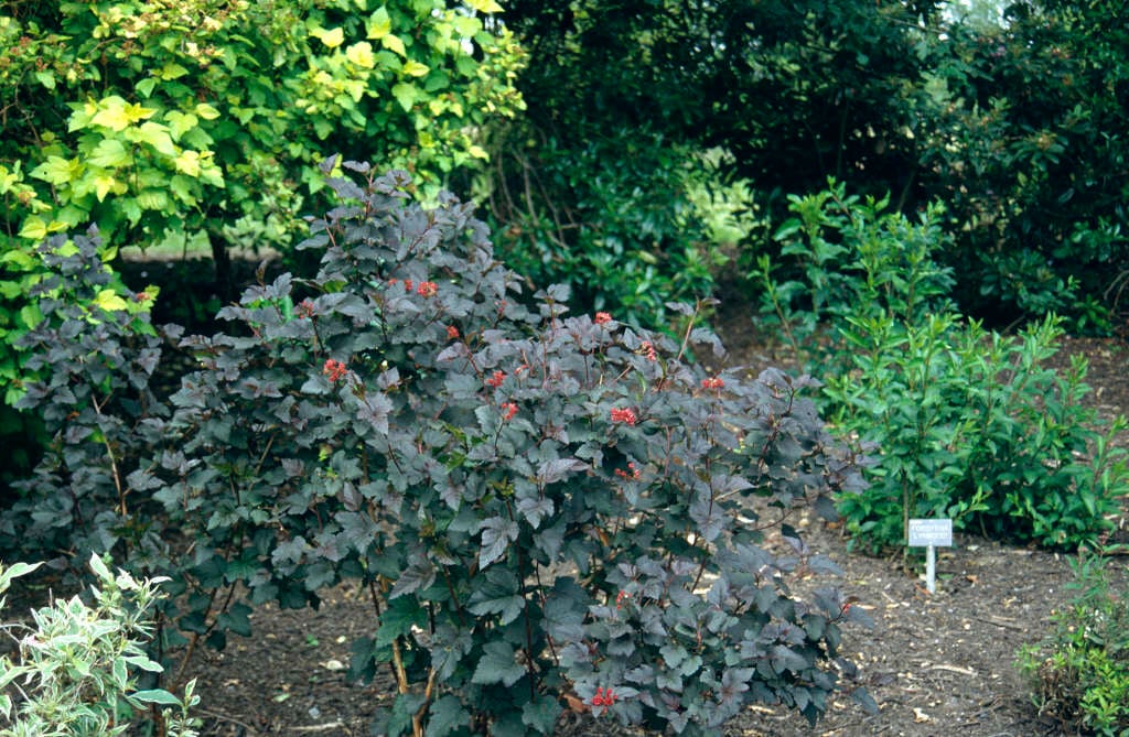 ninebark 'Diabolo'