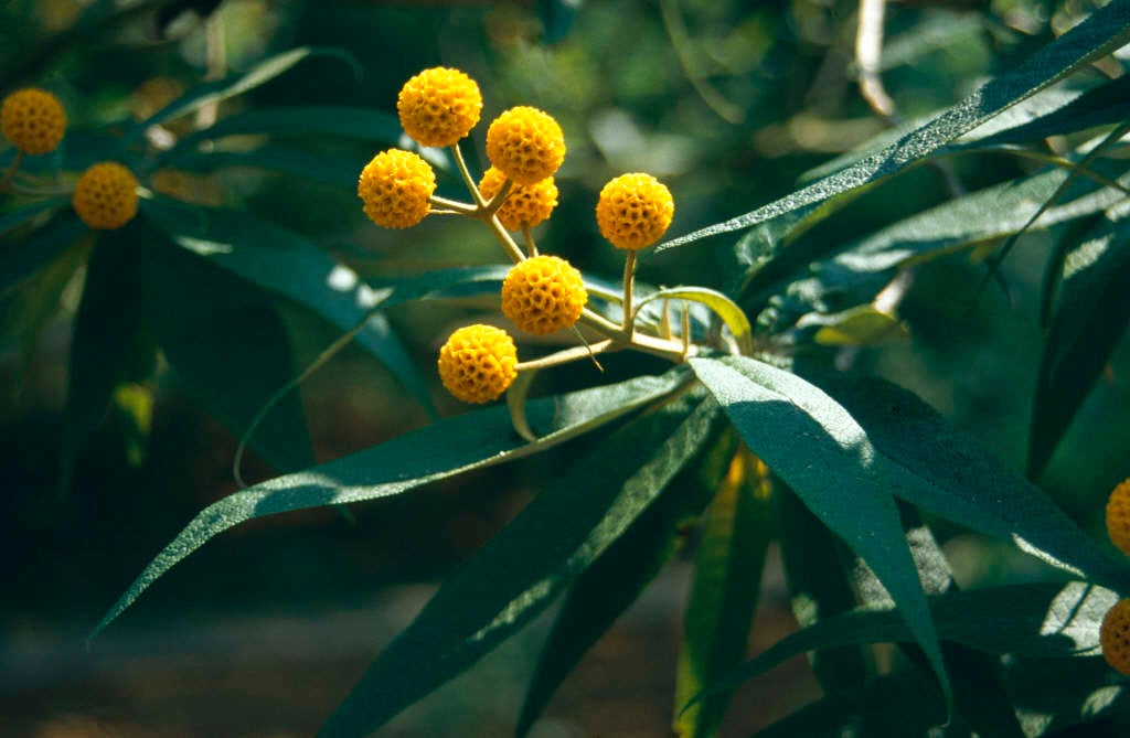 Buddleja globosa orange ball tree/RHS Gardening