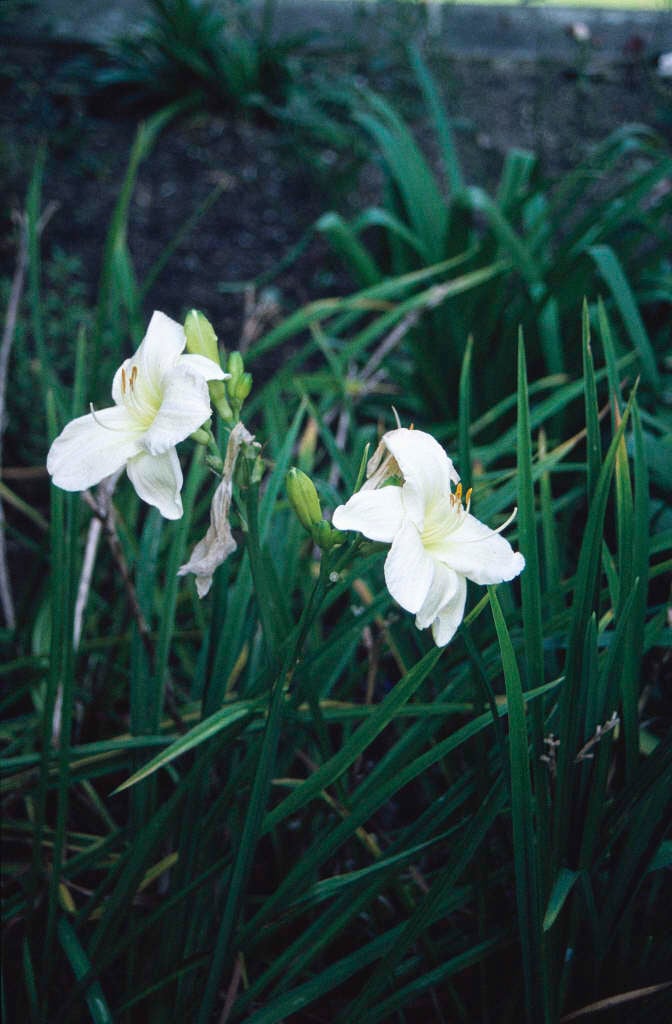 daylily 'Joan Senior'