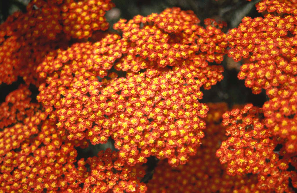 yarrow 'Feuerland'