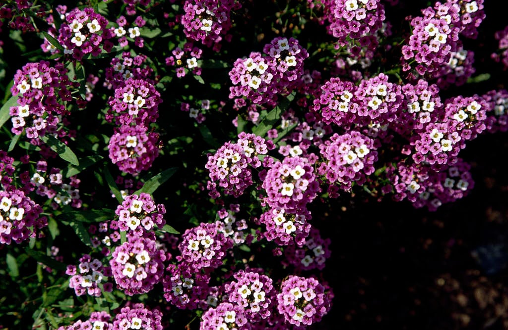 sweet alyssum 'Violet Queen'