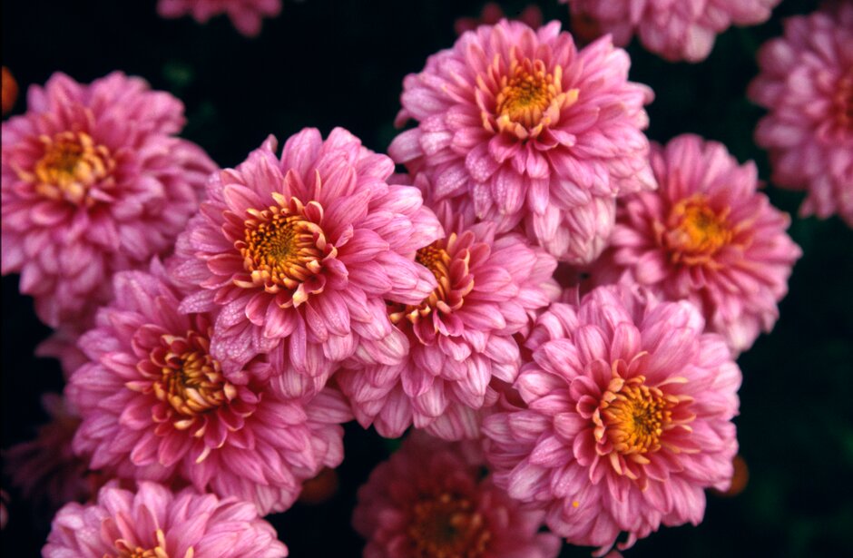<i>Chrysanthemum</i> 'Pennine Robe' (29c)