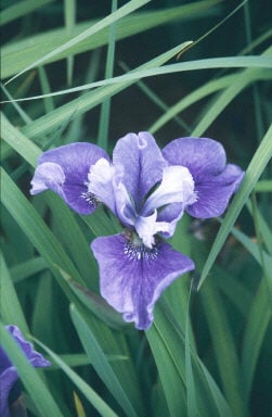 Siberian iris 'Perfect Vision'