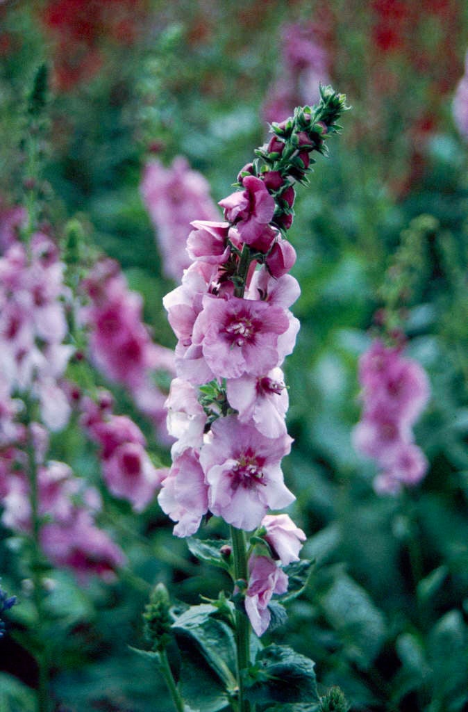 mullein 'Pink Domino'