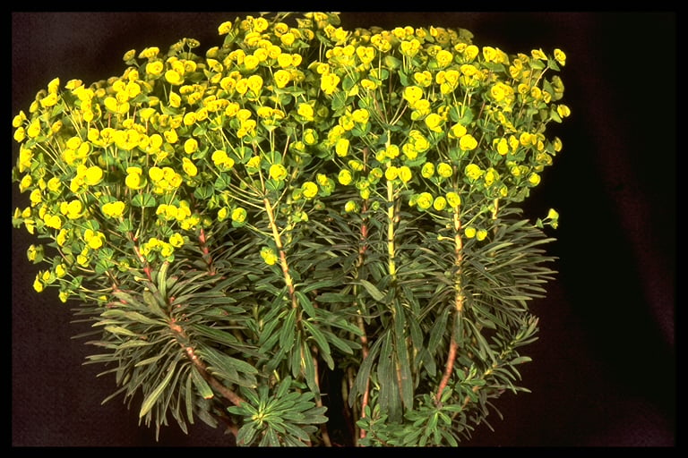 spurge [Redwing]