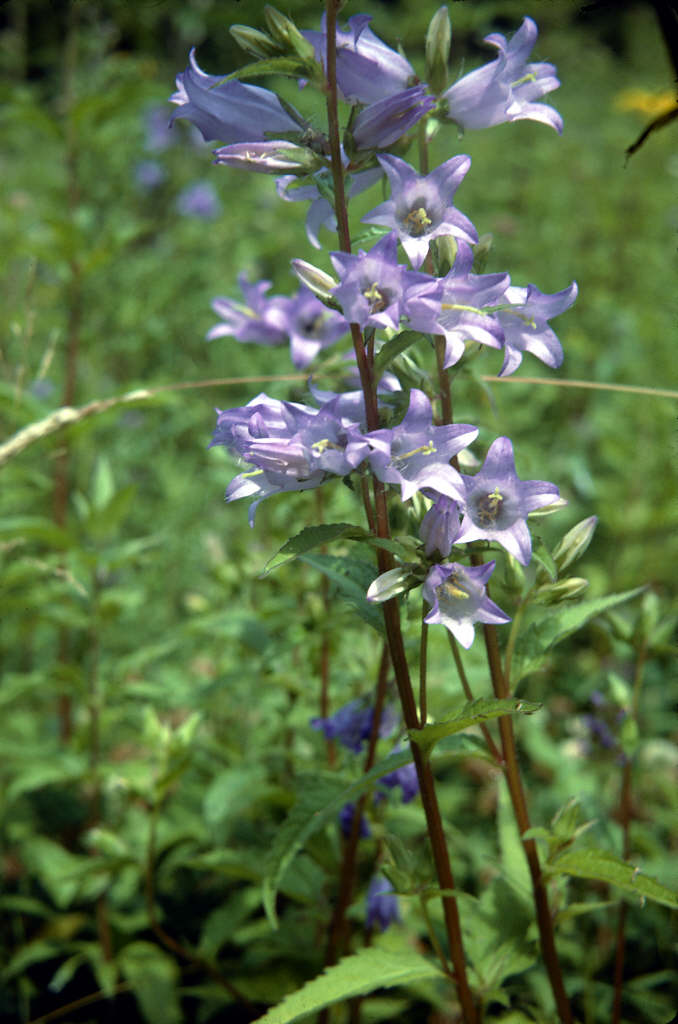 nettle-leaved bellflower
