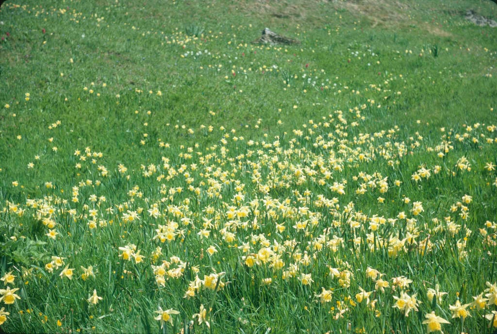 Narcissus pseudonarcissus (13)