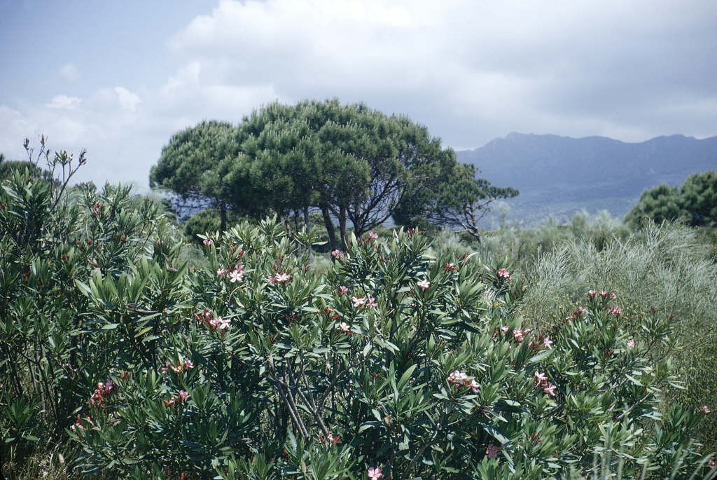 oleander