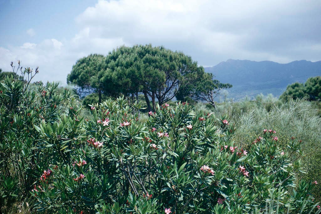 oleander