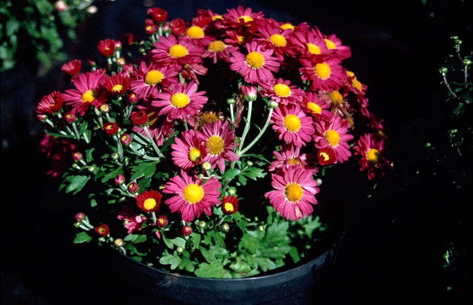 <i>Chrysanthemum</i> 'Merriment' (22)