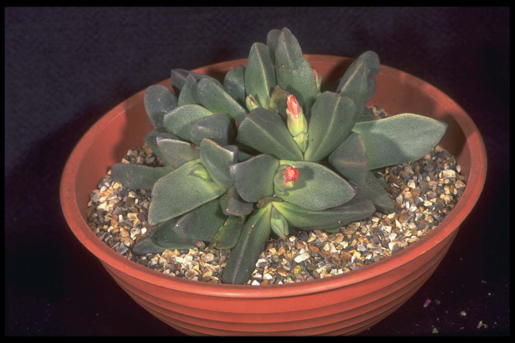 pleiospilos-bolusii-mimicry-plant-rhs-gardening