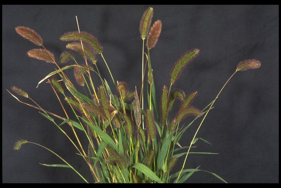 <i>Setaria</i> 'Joanna Thomas'