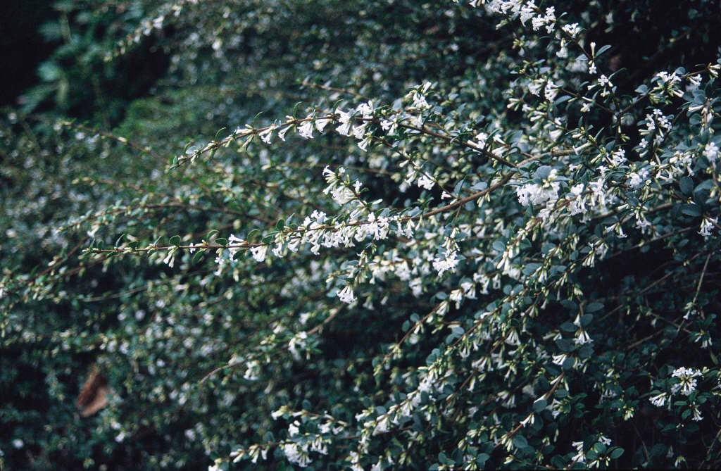 Delavay osmanthus