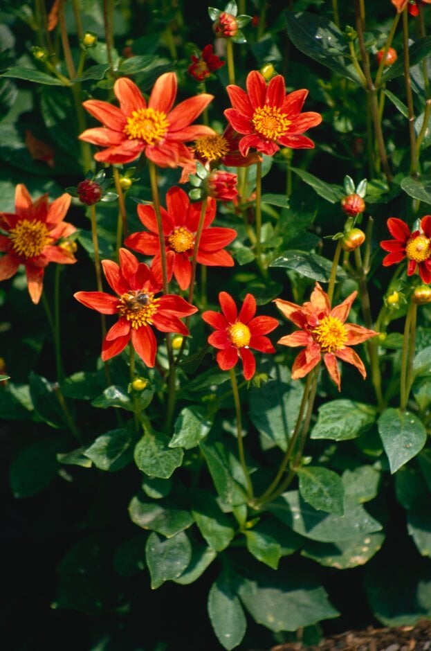 <i>Dahlia</i> 'Harvest Red Dwarf' (Sin/Lil)