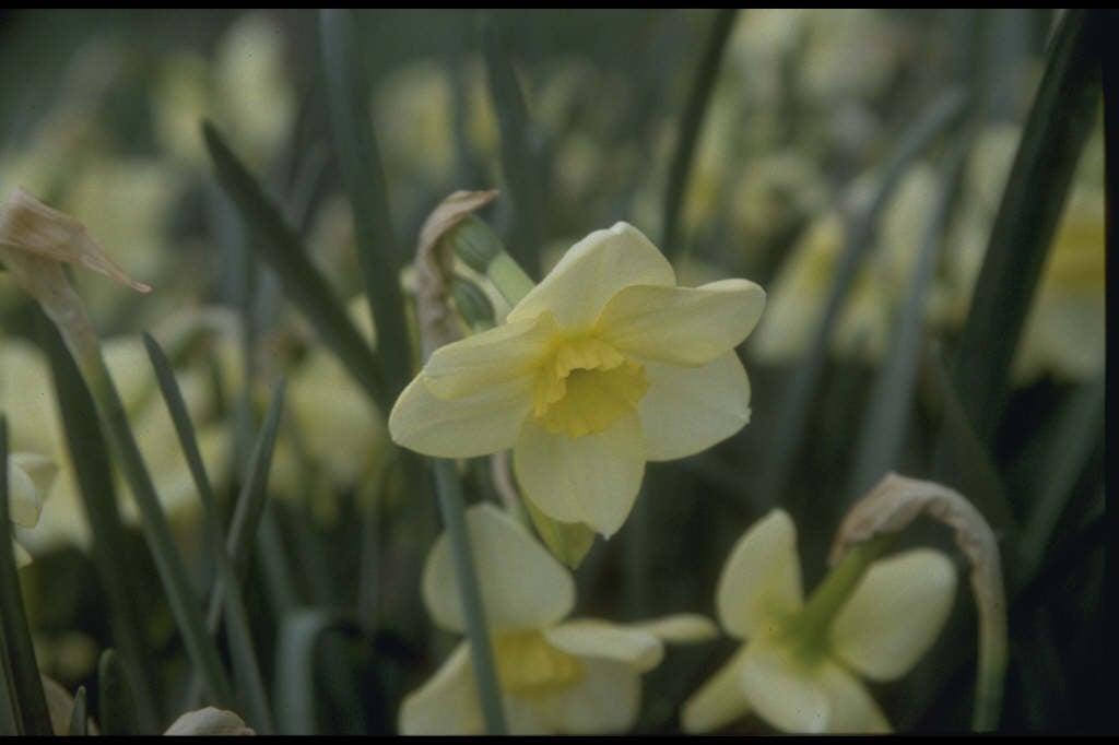 daffodil 'Oryx'