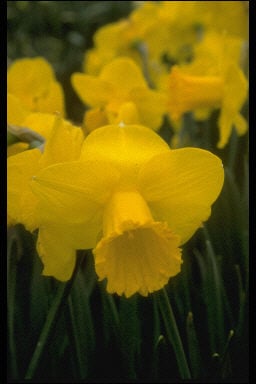 daffodil 'Grasmere'