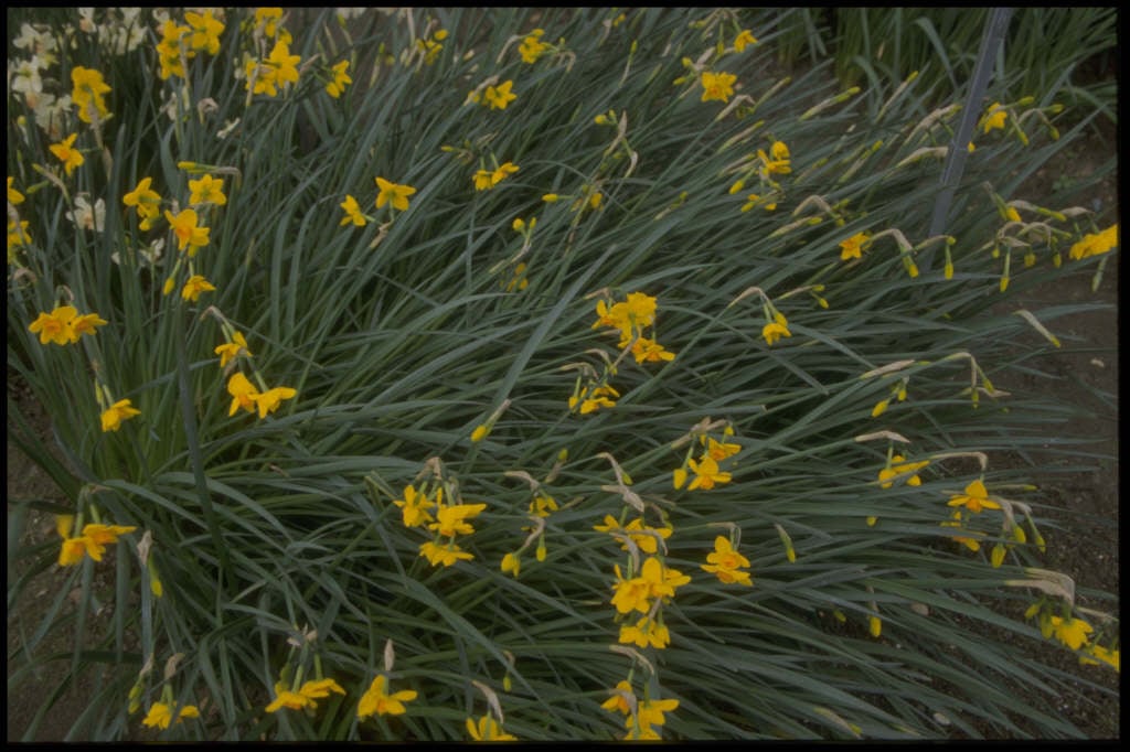 daffodil 'Bunting'