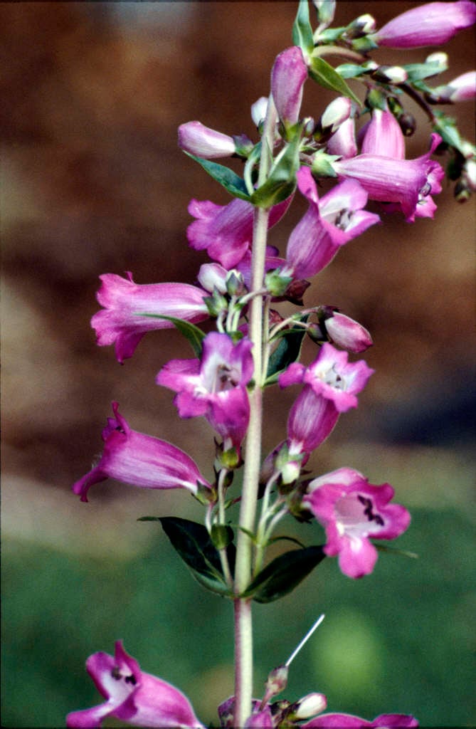 penstemon 'Burgundy'