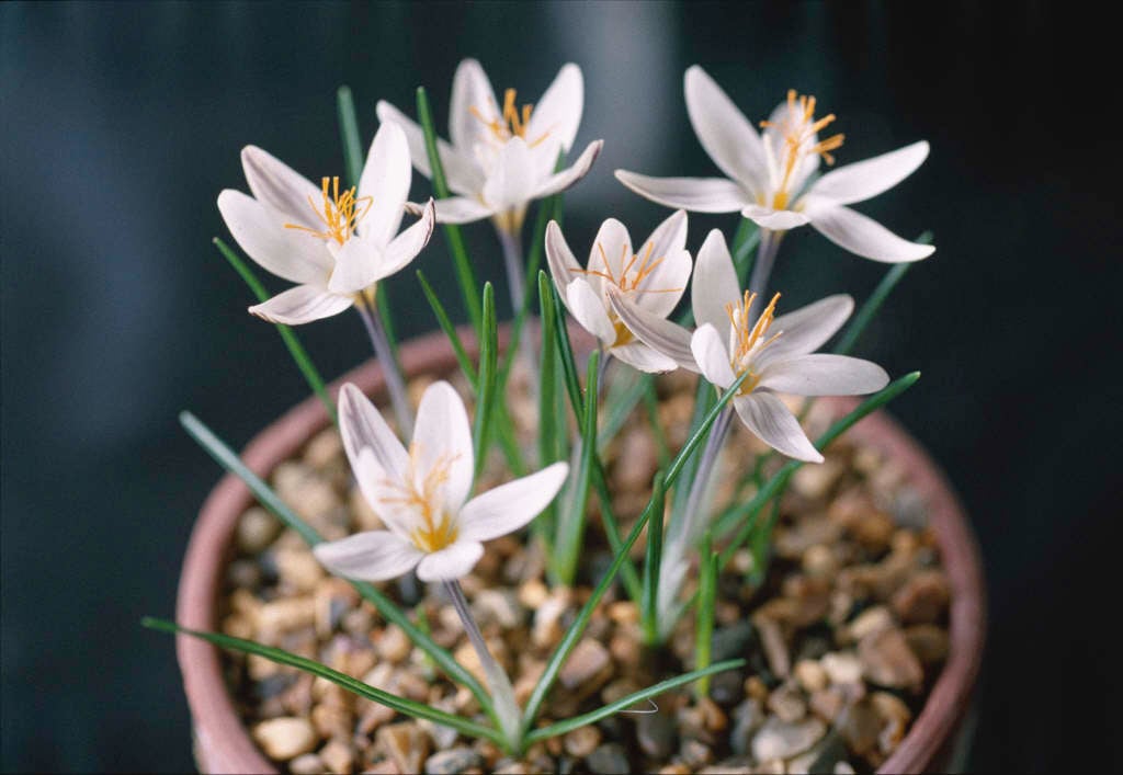 smooth crocus