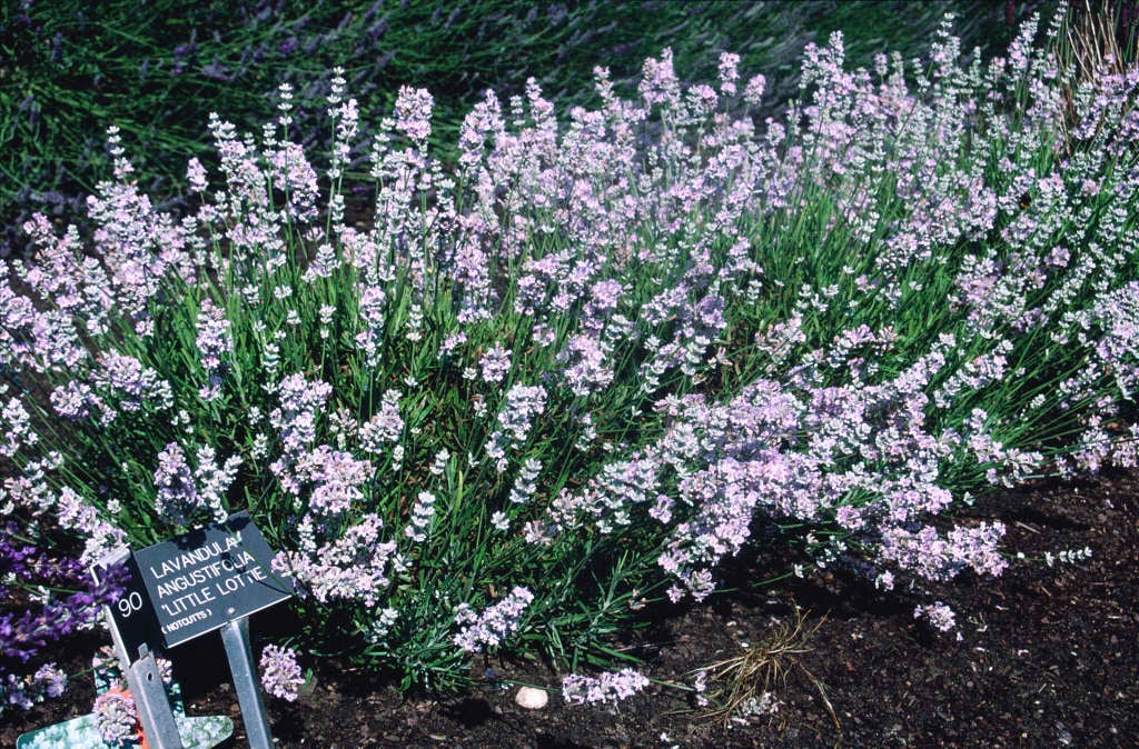 English lavender [Little Lottie]
