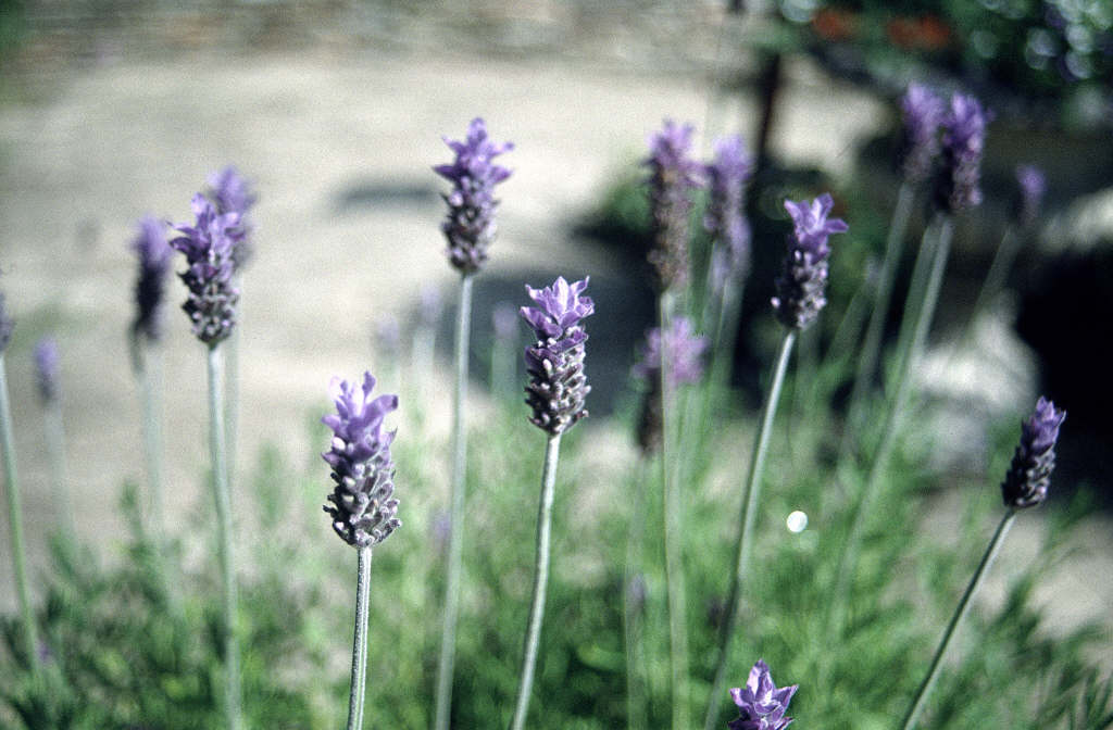 French lavender 'Royal Crown'