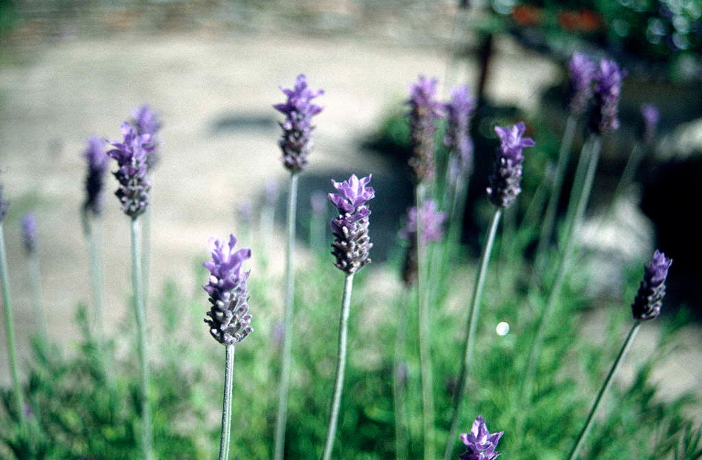 French lavender 'Royal Crown'