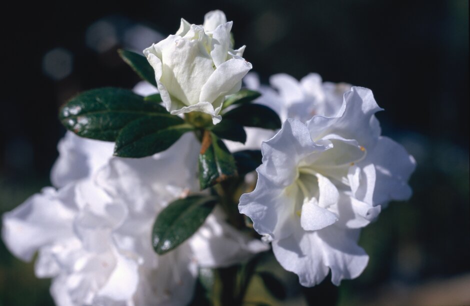 <i>Rhododendron</i> 'Frosty Elegance' (EA)