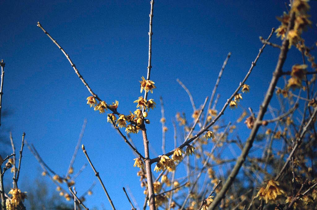 large-flowered wintersweet
