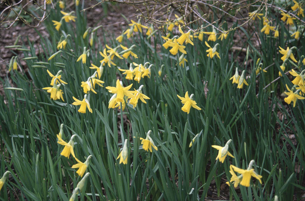 Narcissus 39;February Gold39; 6  daffodil 39;February Gold39;/RHS 